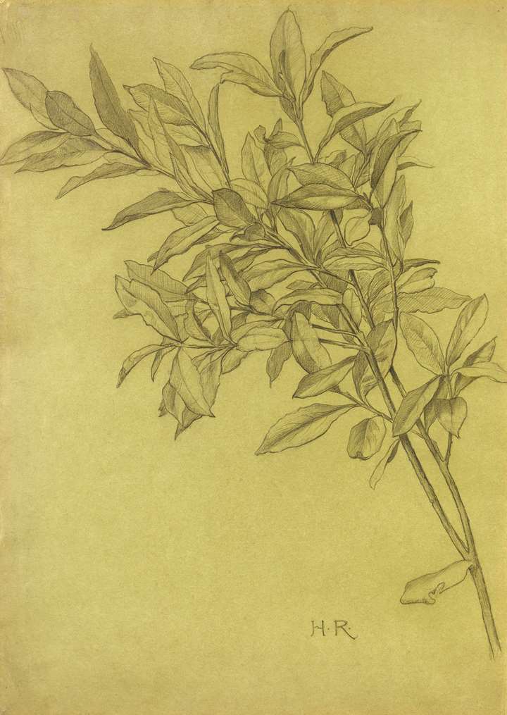 Study of Bay Leaves